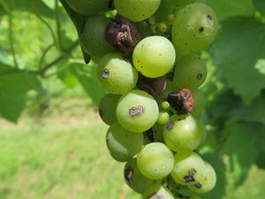 uploads/images/disease/Anthracnose of grapes.jpg